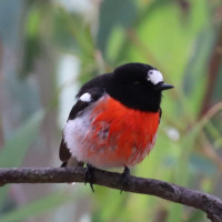 Scarlet Robin